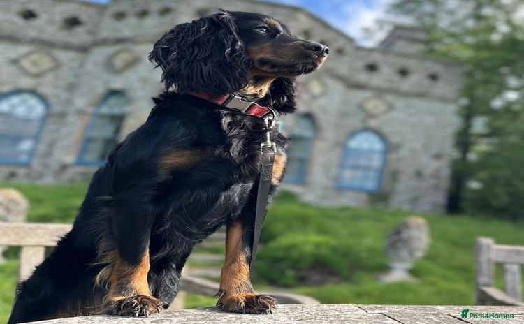 Cockapoo dogs - Advert 12