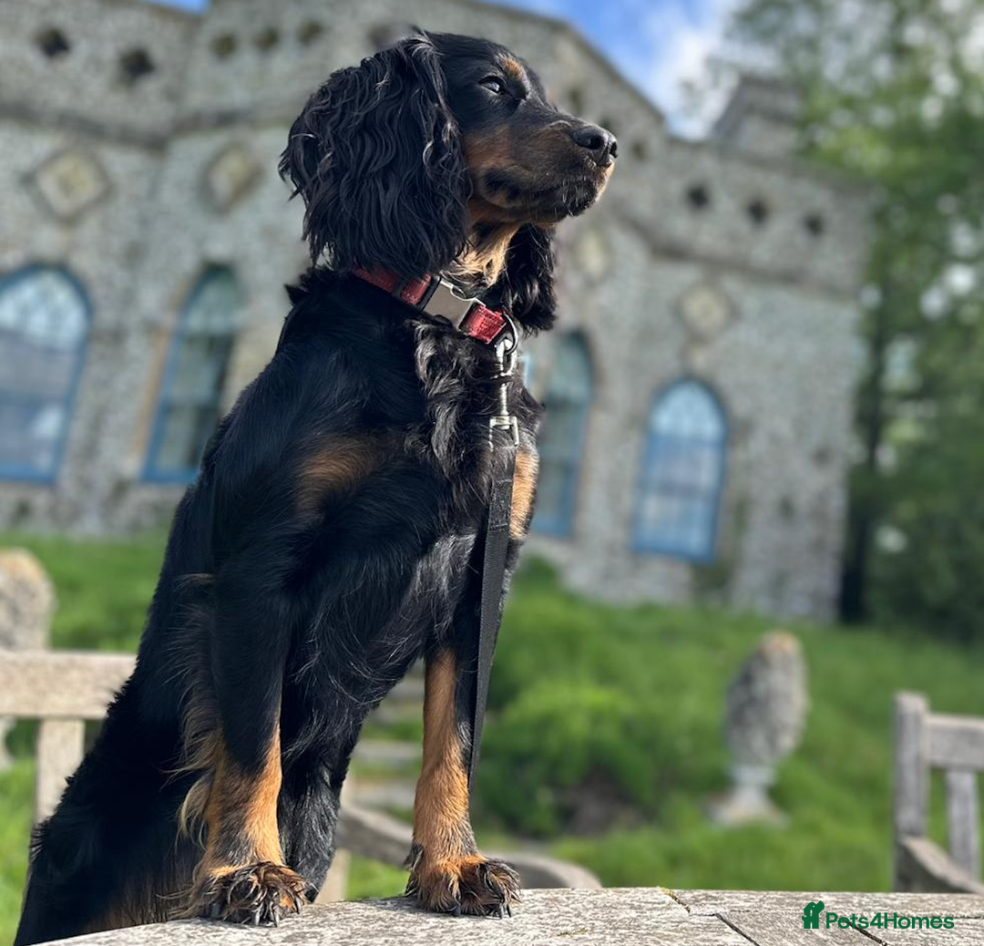 Cockapoo dogs for sale: •F1B Cockapoo Pups - Black & Tan - Ready 19th Dec• - Image 1