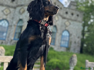 Cockapoo dogs for sale - Advert 1