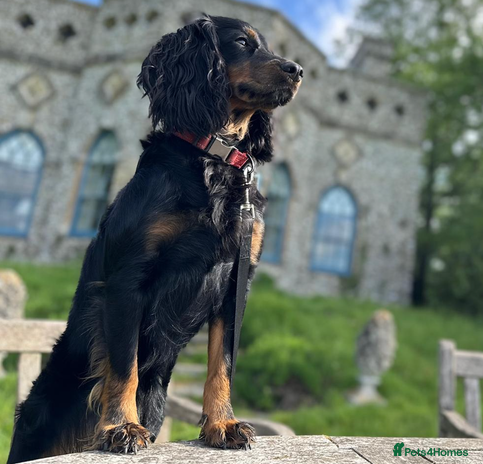 Cockapoo dogs - Advert 1