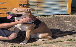 Mixed Breed dogs for sale: Odin. Sweet and beautiful crossbreed boy - Image 5