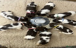 English Springer Spaniel dogs for sale: Springer Spaniel Puppies  in Crewe - Image 6