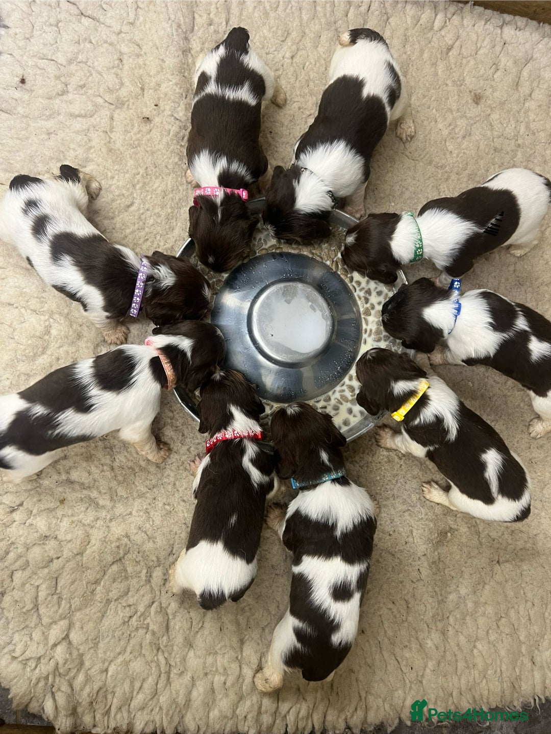 English Springer Spaniel dogs for sale: Springer Spaniel Puppies  in Crewe - Image 6
