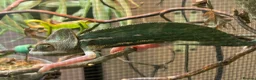 Chameleon reptiles for sale: Pied Yemen Chameleon - Advert 3