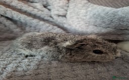 Guinea Pig rodents for sale: Pair of female babies ready now - Advert 3