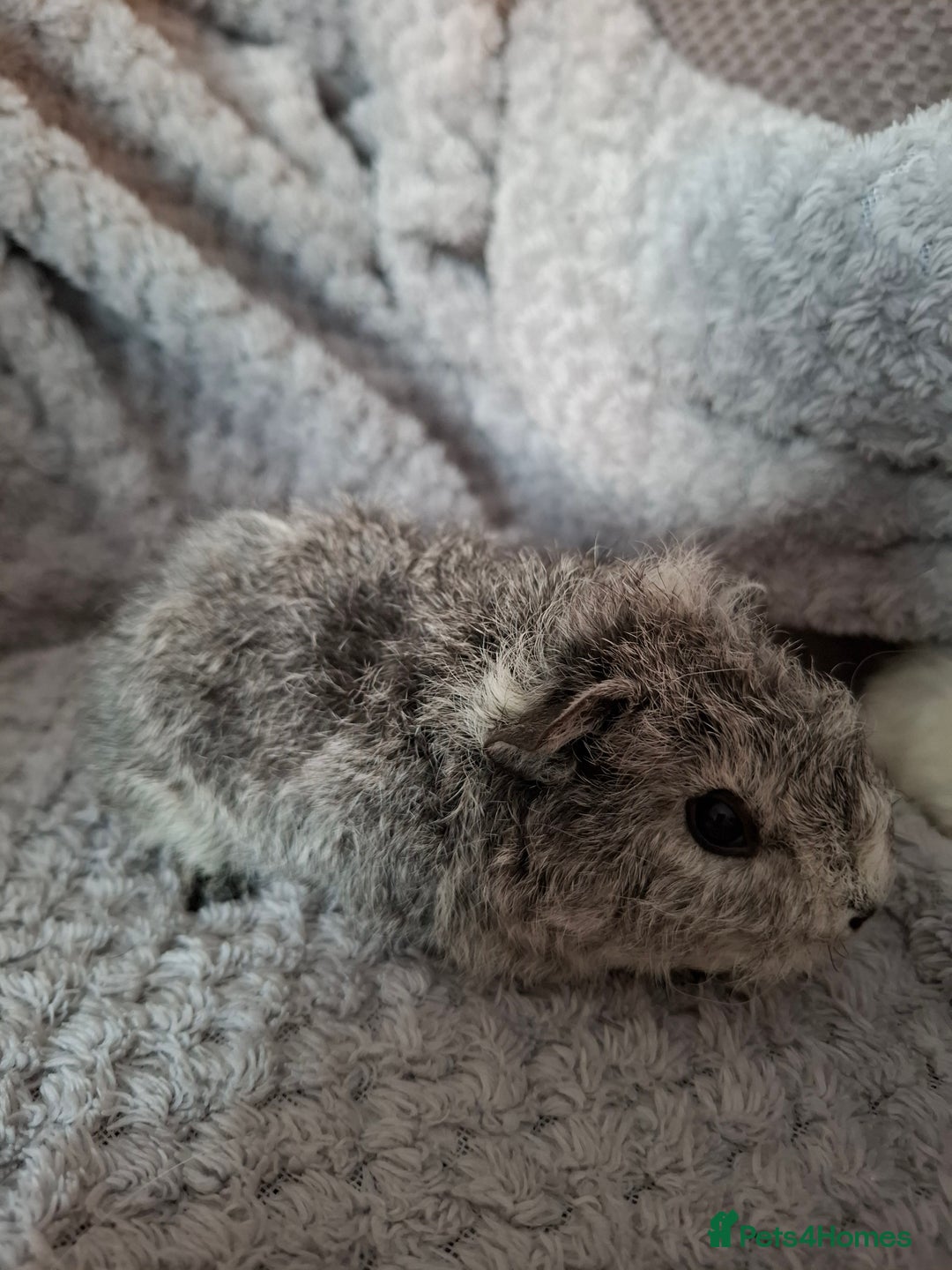 Guinea Pig rodents for sale: Pair of female babies ready now - Advert 3