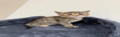Persian 8