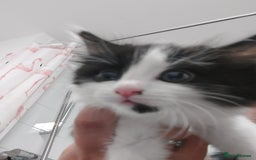 British Shorthair cats for sale: 2 kittens available - Image 3