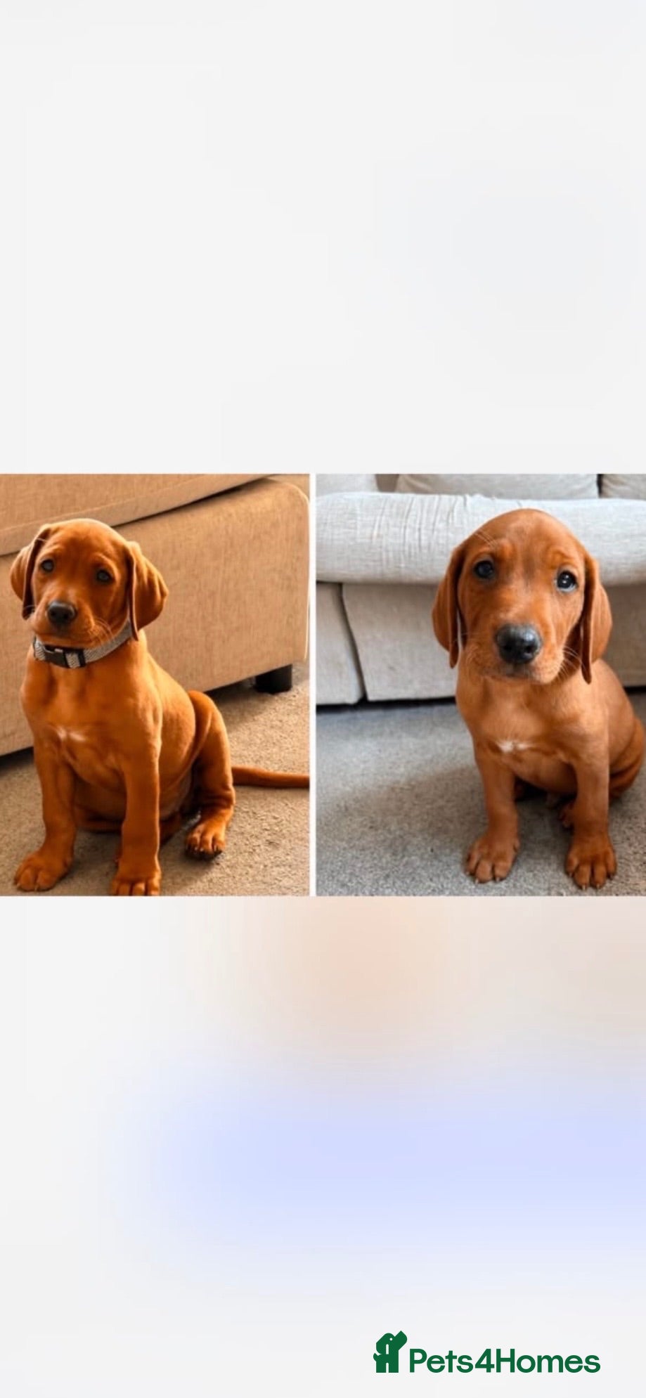 Labrador Retriever dogs  Ready to leave this week!!! Fox Red Labrador. - Advert 8
