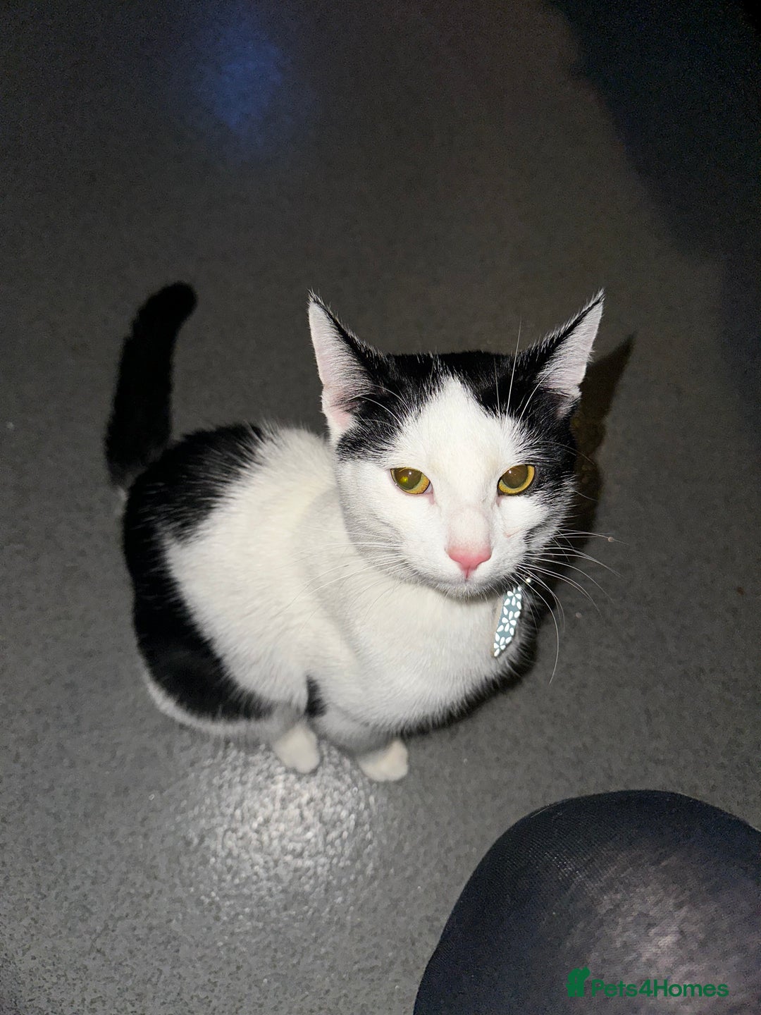 American Shorthair cats for sale: 2 Beautiful American ShortHair Brothers - Advert 1