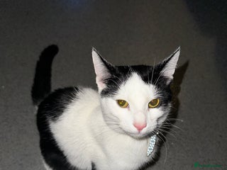 American Shorthair cats 2 Beautiful American ShortHair Brothers - Advert 2