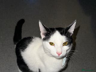 American Shorthair cats * FREE * 2 Beautiful American ShortHair Brothers - Advert 2