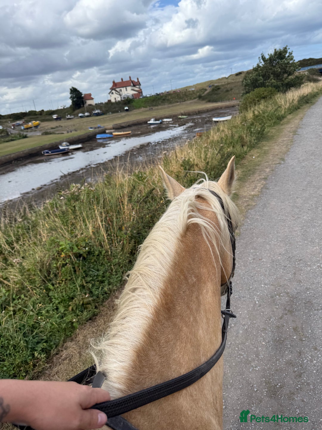 Welsh Section D horses for sale: 🐴14.3h Welsh section d palomino mare 🐴  - Advert 3