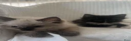 Mixed Breed cats for sale: Siamese and Tuxedo cats for sale £40 each in London - Advert 2