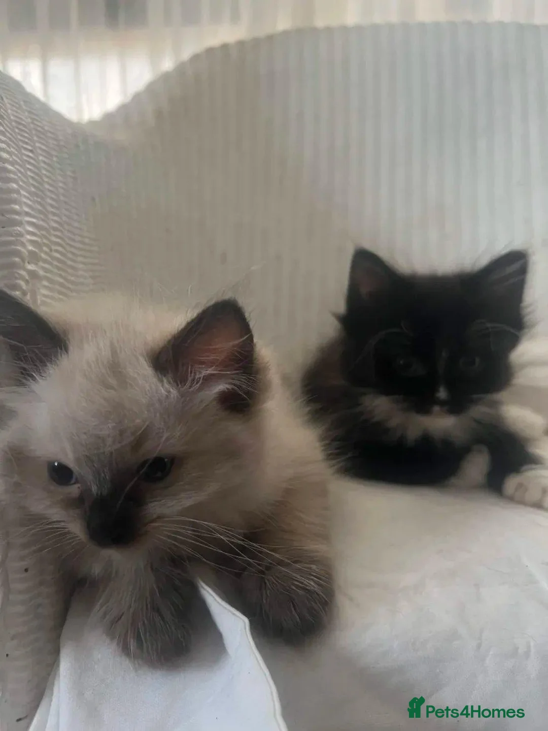 Mixed Breed cats for sale: Siamese and Tuxedo cats for sale £40 each in London - Advert 2