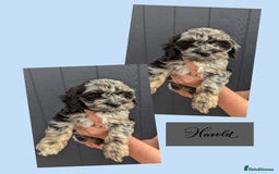 Cockapoo dogs for sale:  Ready Now Beautiful F1 cockapoos  - Image 3