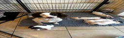 English Springer Spaniel dogs for sale: Absolutely stunning intelligent springer spaniels  - Advert 6