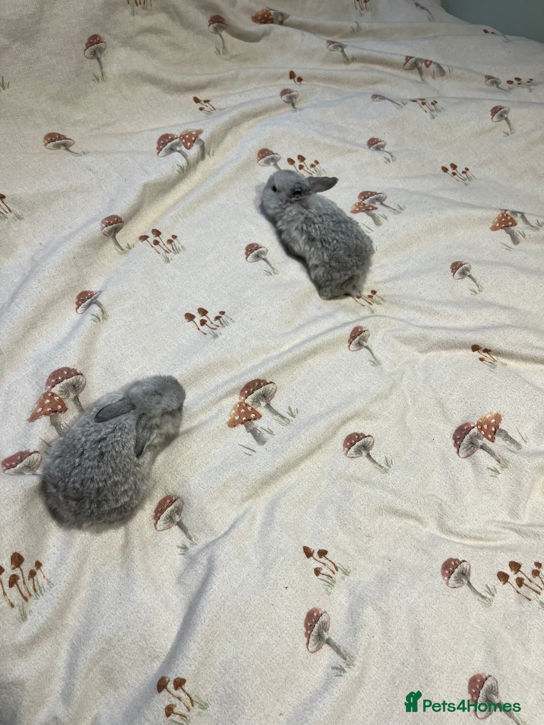 Mini Lop rabbits for sale: 5 mini lop babies available to leave 10/02/26  - Advert 6