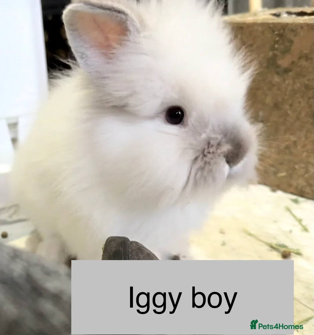 Lionhead rabbits for sale: Double Maned super Fluffy Lionheads READY NOW 🥳 - Advert 1