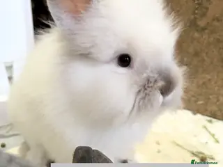 Lionhead rabbits Double Maned super Fluffy Lionheads READY NOW 🥳 - Advert 6