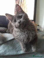 Maine Coon cats solid blue+ maine coon 1boy 3girls TICA - Advert 6