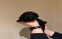 Labradoodle dogs for sale: Miniature Labradoodles - Image 19