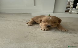 Cockapoo dogs for sale: 8 beautiful F1 cockapoo puppies - Image 14