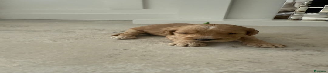 Cockapoo Puppy 6