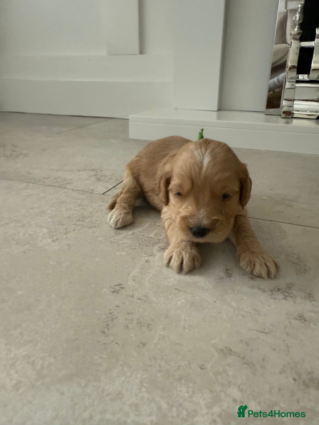 Cockapoo dogs for sale: 8 beautiful F1 cockapoo puppies - Image 14