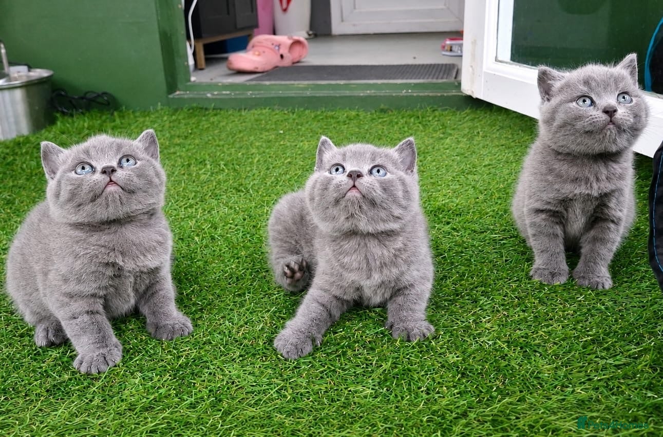 British Shorthair cats Pure breed British shorthair for sale in Denham - Advert 2