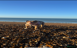 English Bulldog dogs for sale: Beautiful Female English Bulldog for sale  - Advert 2