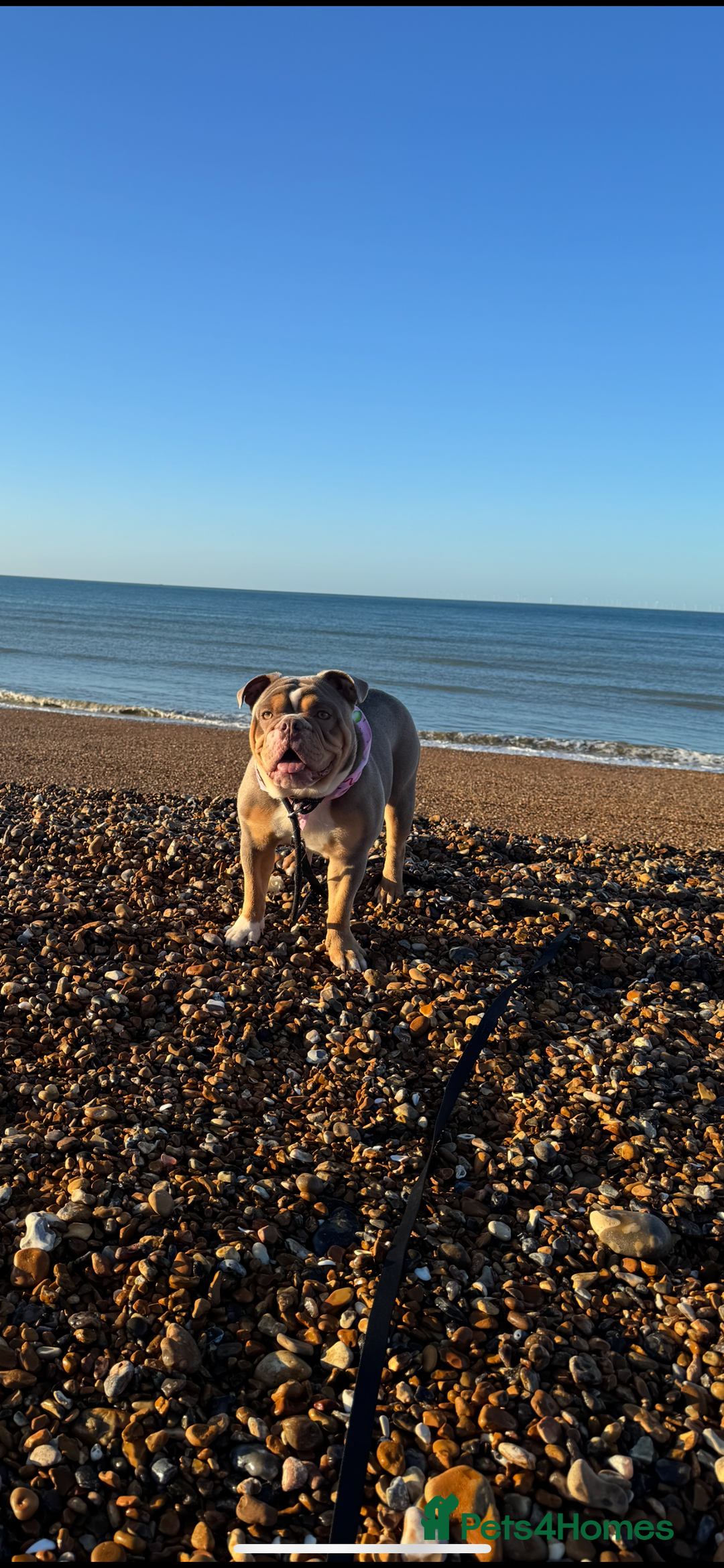 English Bulldog dogs for sale: Beautiful Female English Bulldog for sale  - Advert 2