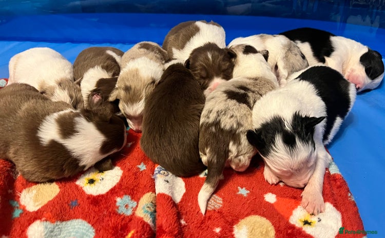 Border Collie dogs - Advert 14
