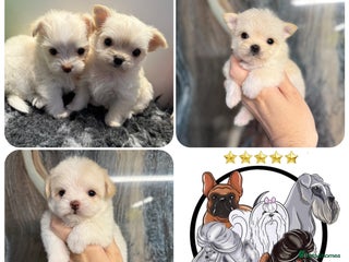 Malshi dogs OUTSTANDING TINY MALCHI GIRLS 🥰 - Advert 3