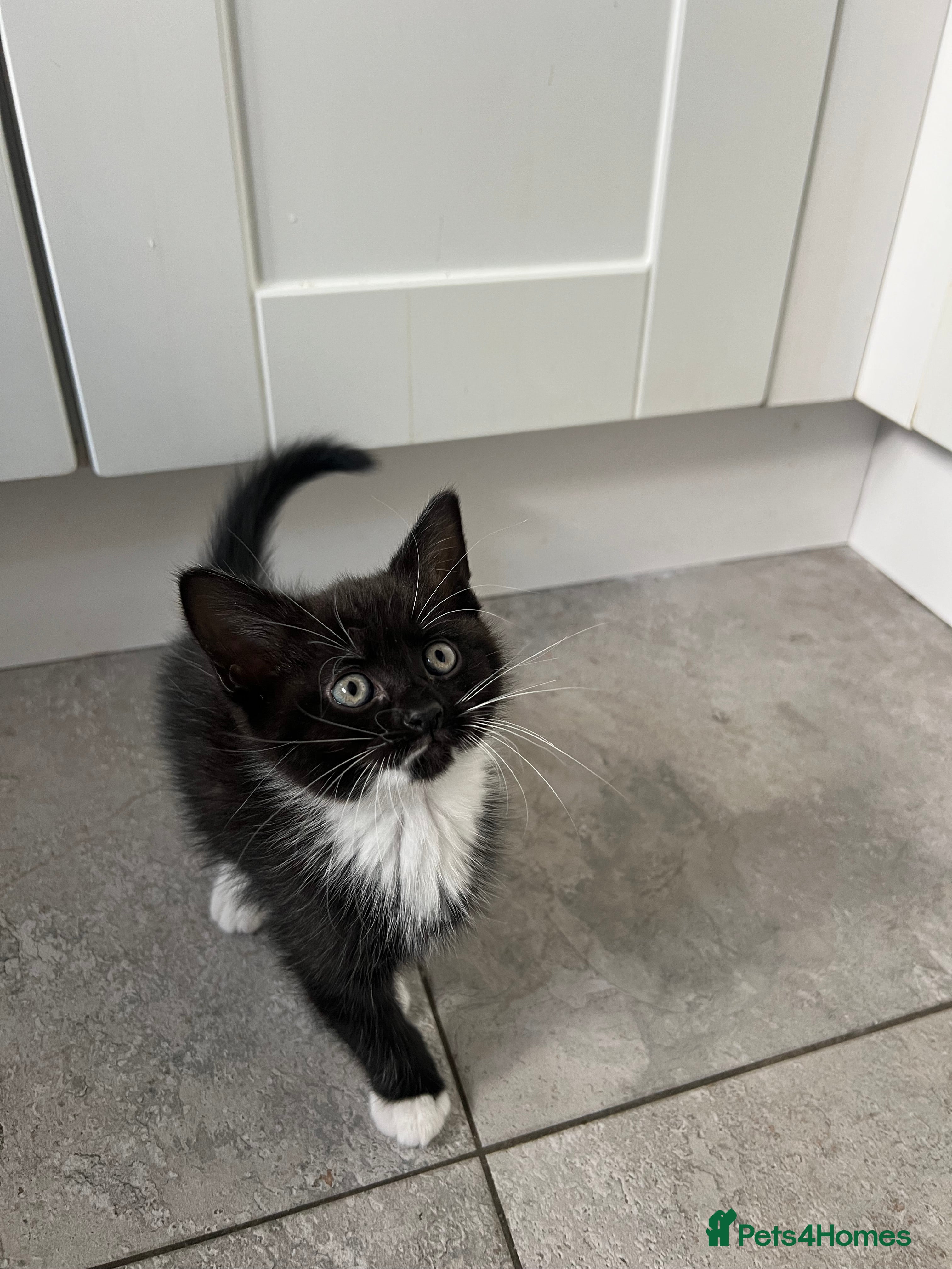Mixed Breed cats mainecoon/european - Advert 4