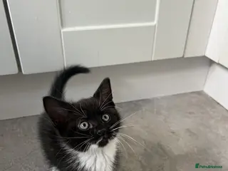 Mixed Breed cats mainecoon/european - Advert 4