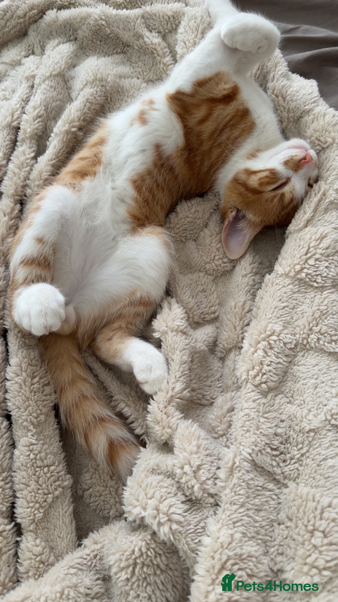 Mixed Breed cats for sale: Ginger  - Advert 3