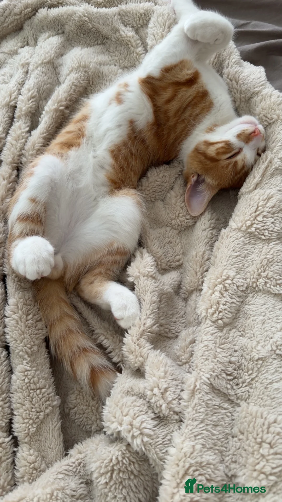 Mixed Breed cats for sale: Ginger  in Wakefield - Advert 1