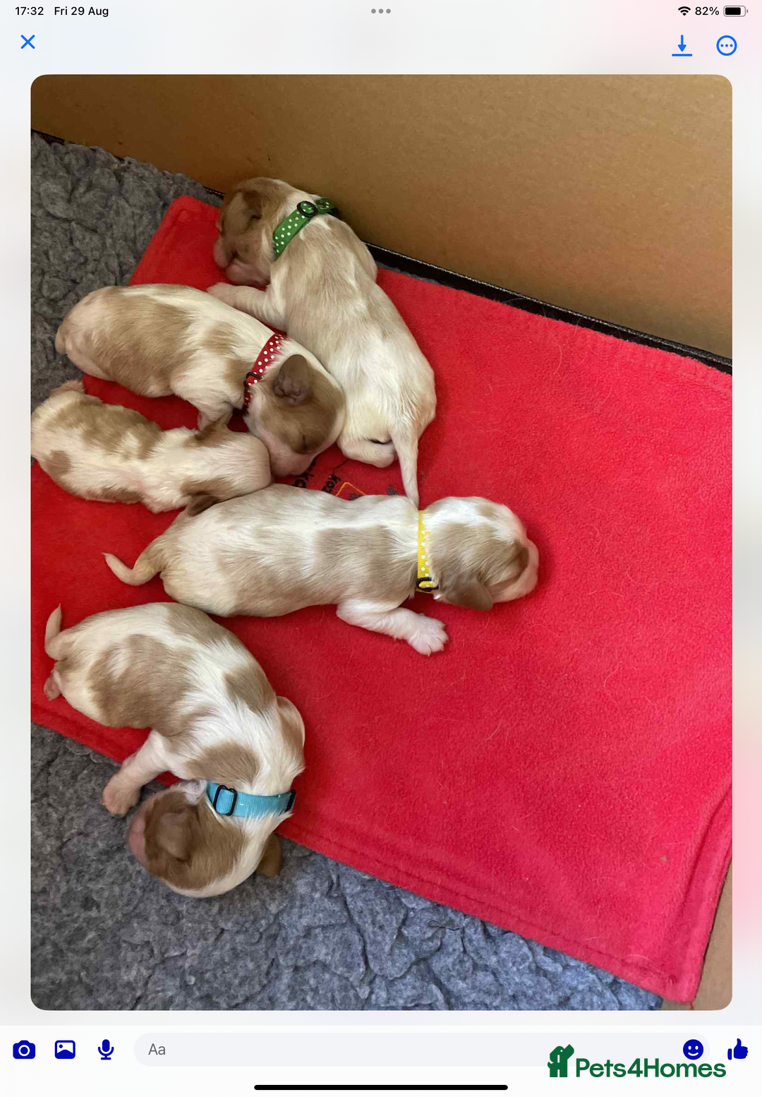 Cavalier King Charles Spaniel dogs for sale: Cavalier King Charles spaniel  - Image 26