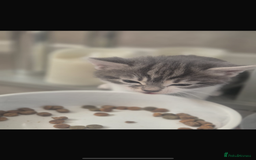 Mixed Breed cats for sale: Beautiful tabby kittens  - Image 4