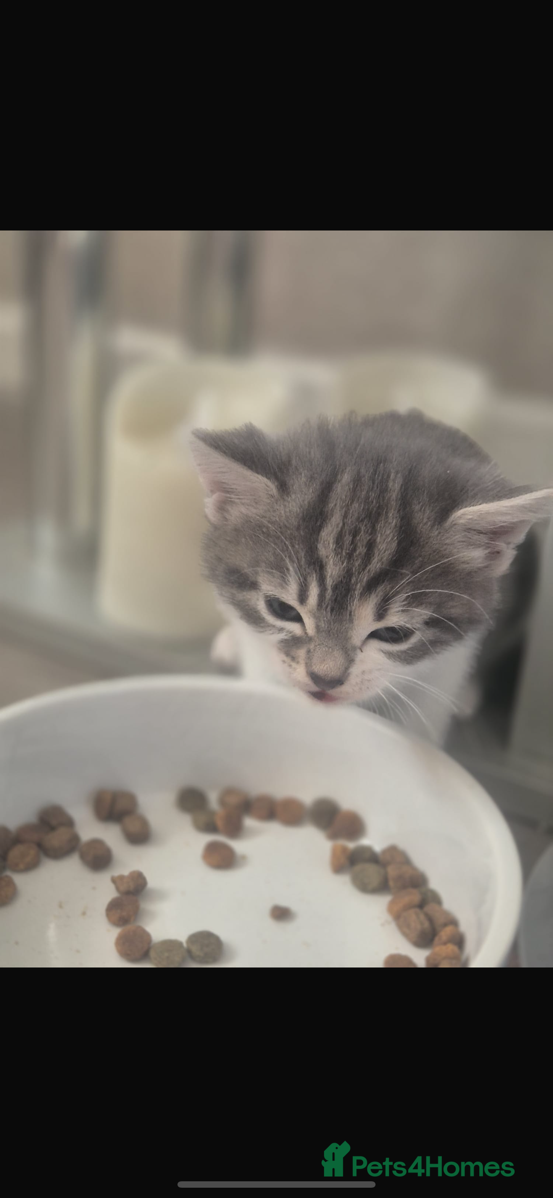 Mixed Breed cats for sale: Beautiful tabby kittens  - Image 4
