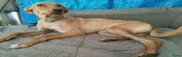 Mixed Breed dogs for adoption: Ivy and Fern  in Crewe - Advert 8