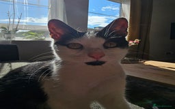 Domestic Shorthair cats for sale: Domestic short-hair white and black kitten - Image 2