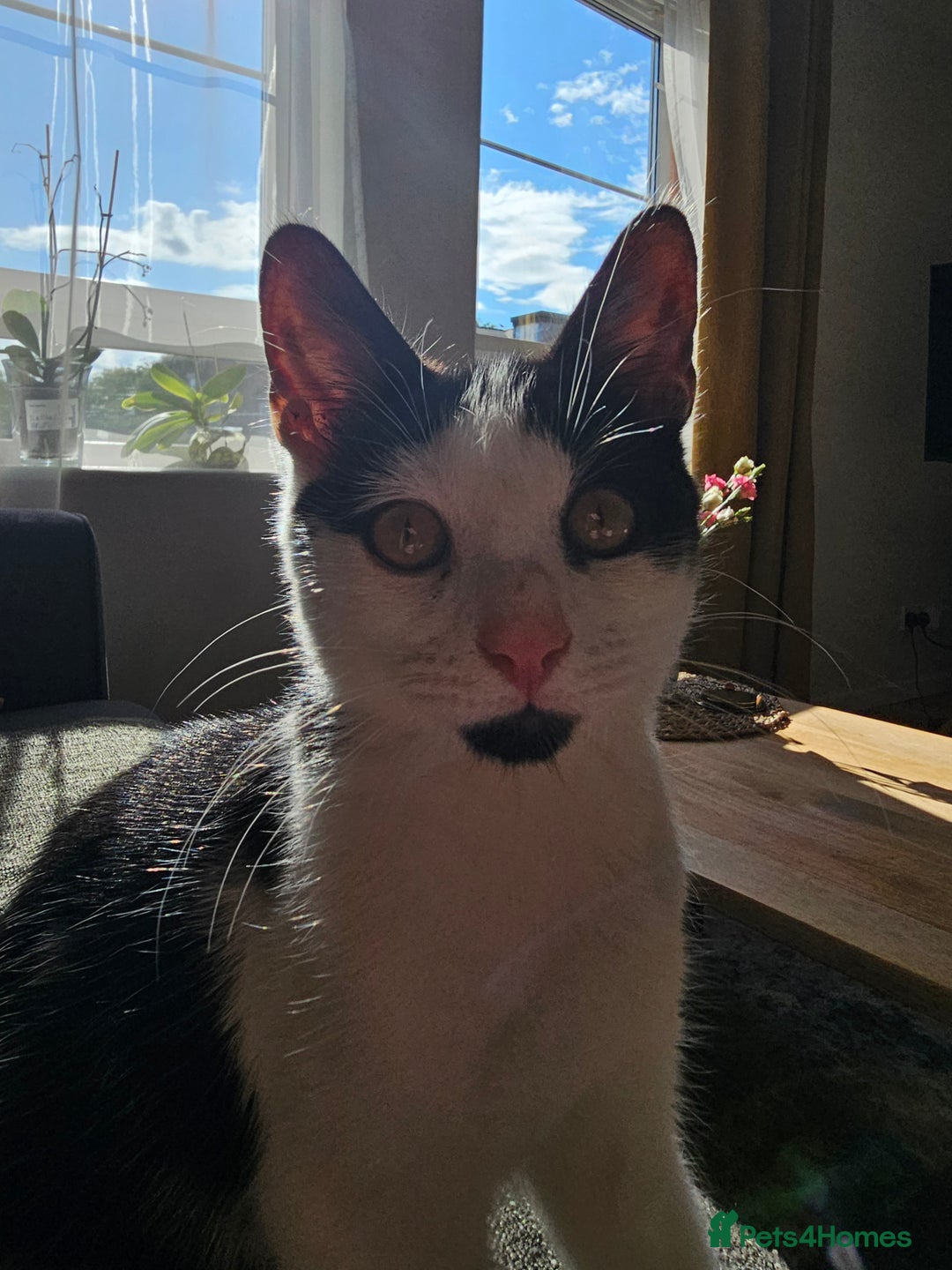 Domestic Shorthair cats for sale: Domestic short-hair white and black kitten - Image 2