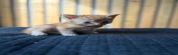 Abyssinian cats for sale: British x Abyssinian Kittens ONLY 2 left !  - Advert 20