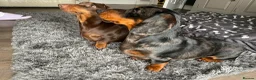 Miniature Dachshund dogs for stud: Kc reg silver dapple miniature dachshund  - Advert 6