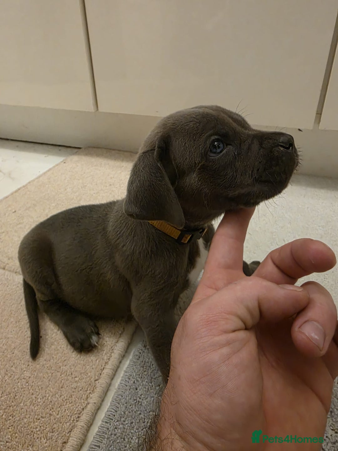 Cane Corso dogs for sale: Ready to leave blue cane corso puppies - Advert 24
