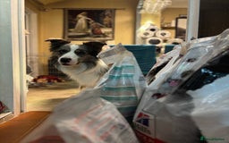Border Collie dogs for sale: Lucky - The most smartest and CUTEST dog ever!!  - Image 2