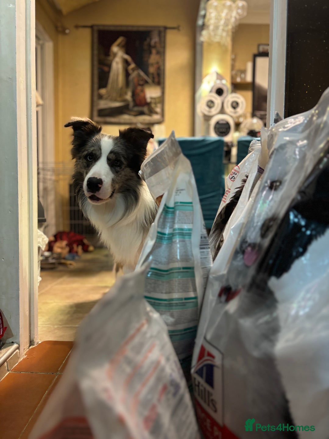 Border Collie dogs for sale: Lucky - The most smartest and CUTEST dog ever!!  - Image 2