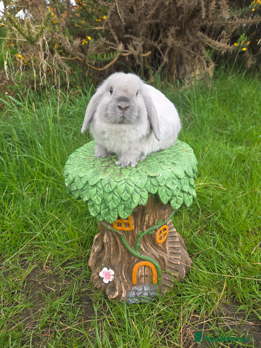 Mini Lop rabbits for sale: PURE MINI LOP BUNNIES  - Advert 1